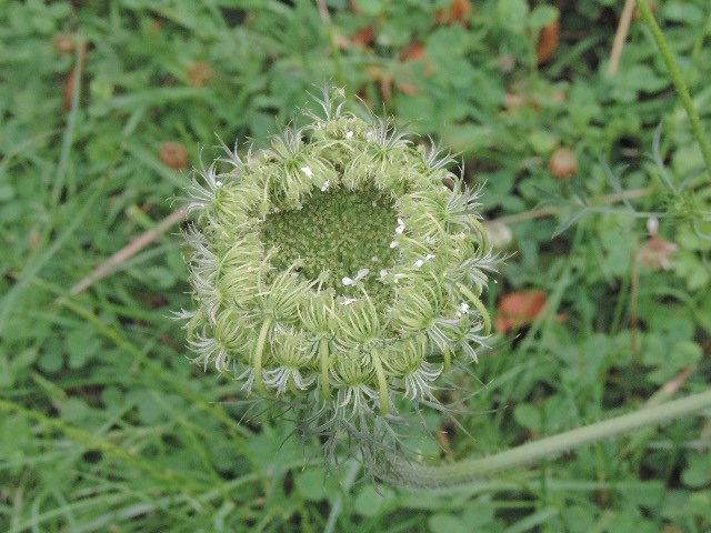 DSCN4292.JPG