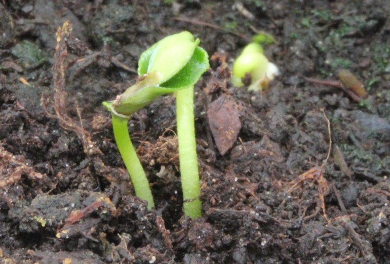 sichuan semis_5285.JPG