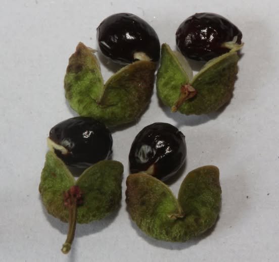 sichuan vert.jpg
