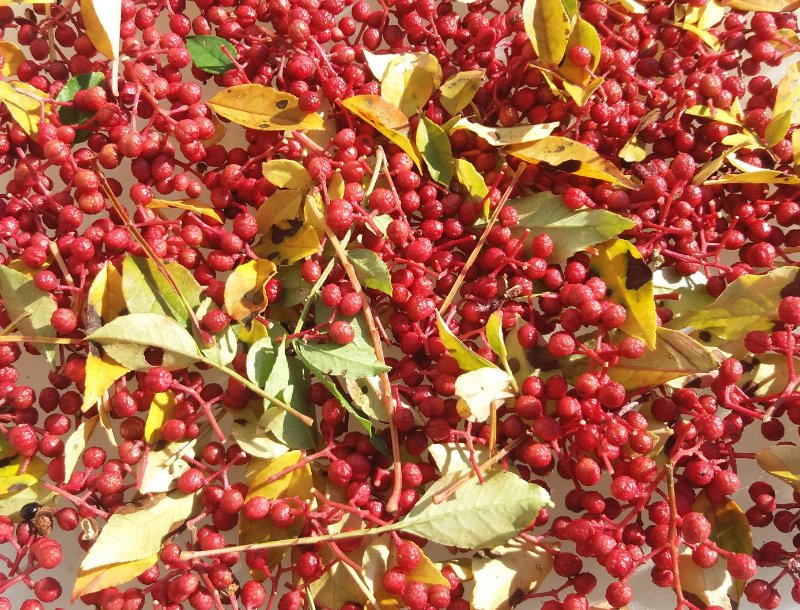poivrier_133400.jpg