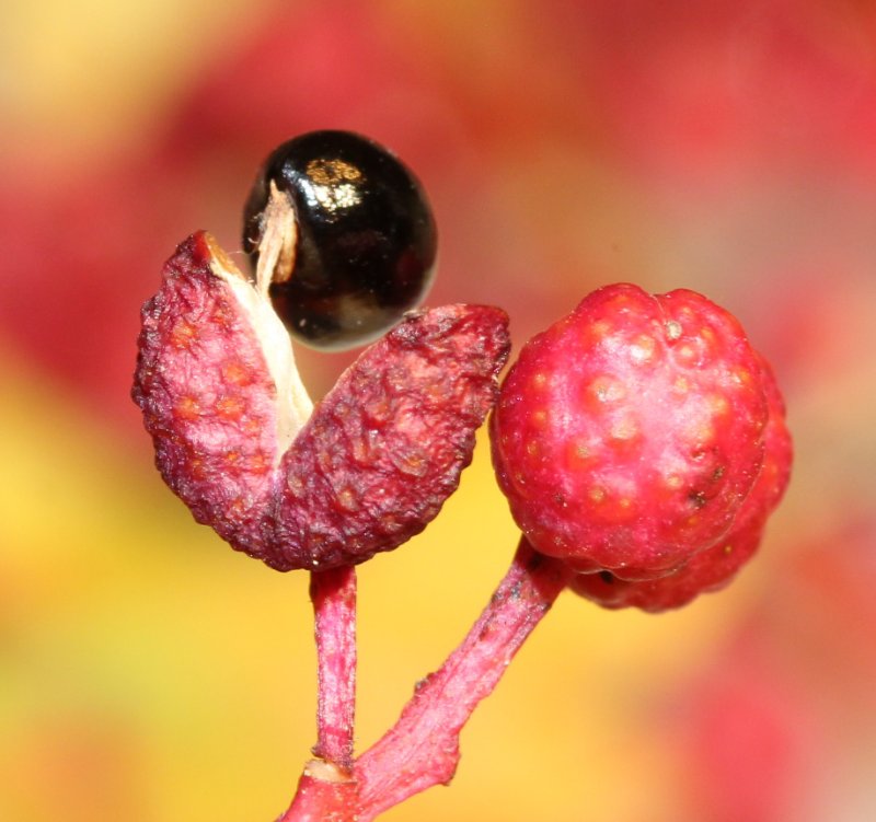 ps_0724.JPG