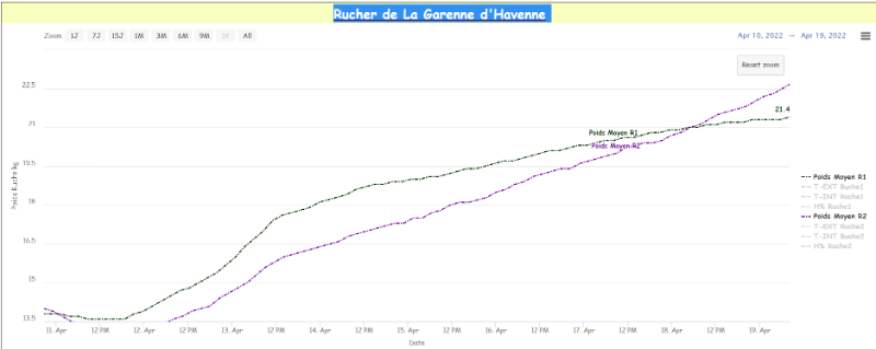 ruche 19 avril 22.png