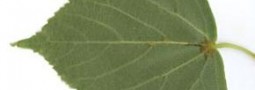 Beurre de tilleul (Tilia platyphyllos) (Tillia cordata)