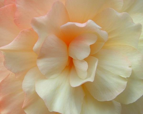 Redimensionnement de begonia1