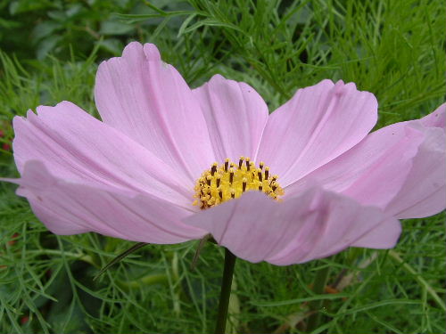 cosmos