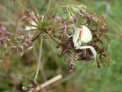 Redimensionnement de ARAIGNEE CRABE2