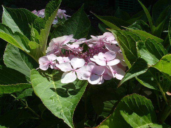 hydrangea sauvé