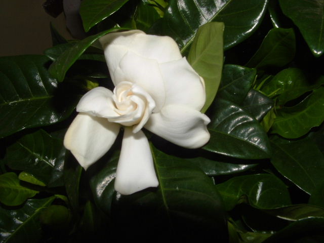 fleur gardenia