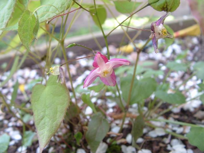 EPIMEDIUM RUBRUM