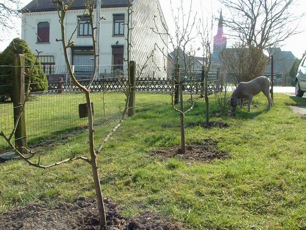 fruitier espalier