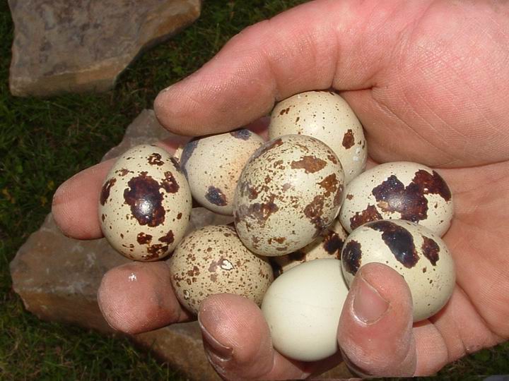 oeufs de caille