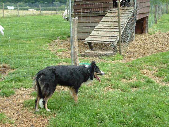 chien de troupeau