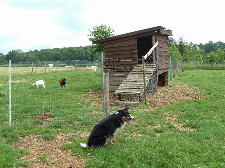 chien de troupeau 2