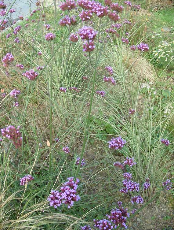 VERBENA ET GRAMINEES 3
