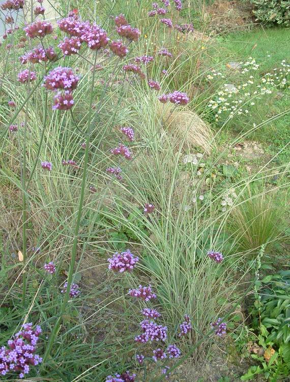 VERBENA ET GRAMINEES