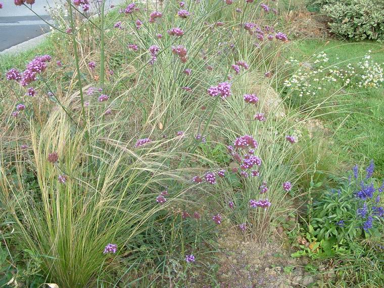 VERBENA ET GRAMINEES 5