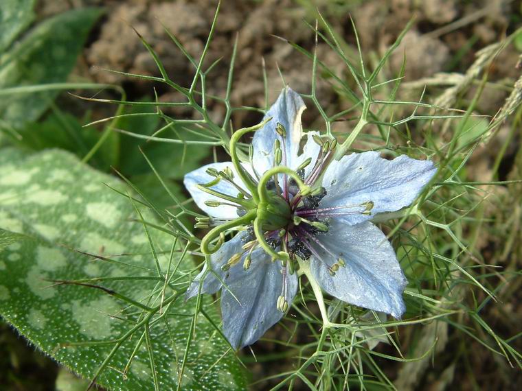 NIGELLE DAMAS