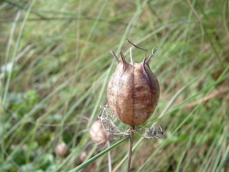 CAPSULE NIGELLE