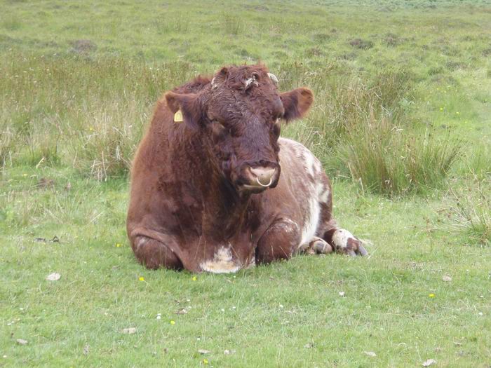 Redimensionnement de vache