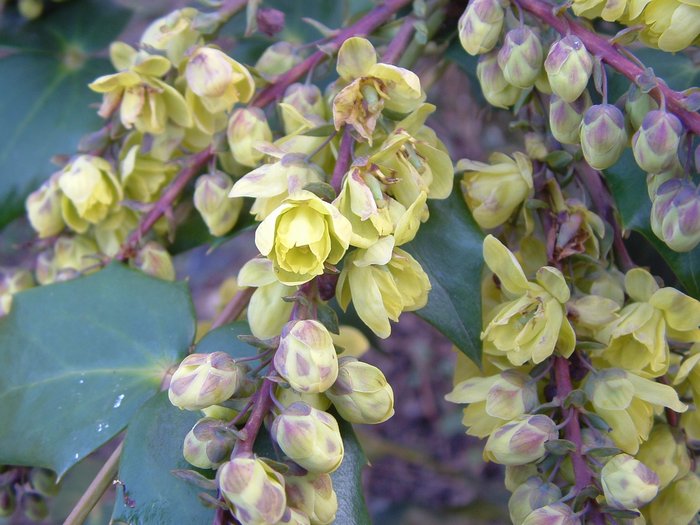 mahonia