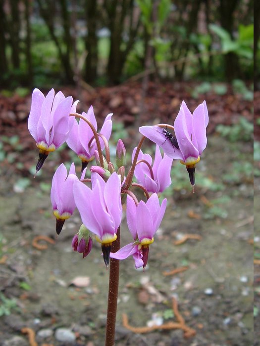 giroselle