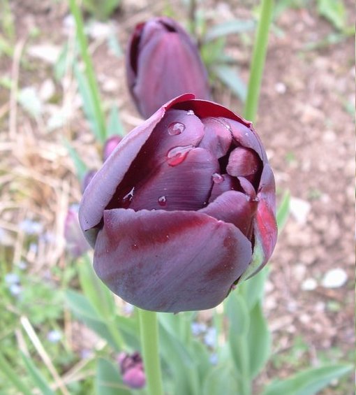 tulipe noire recadrée