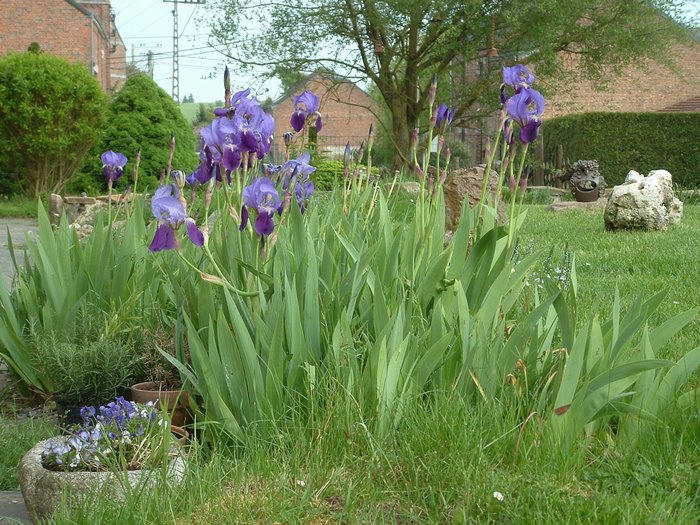 jardin iris