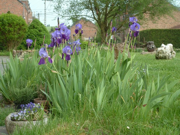jardin iris