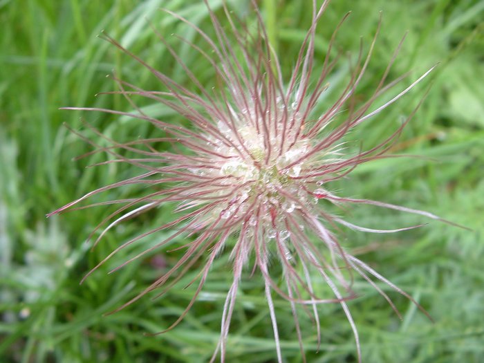 anemone fanee