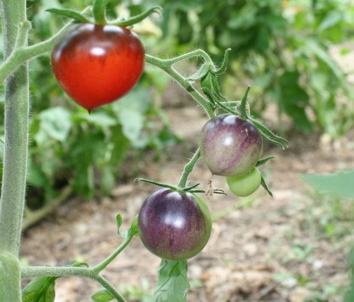 tomate_bleu1170.jpg