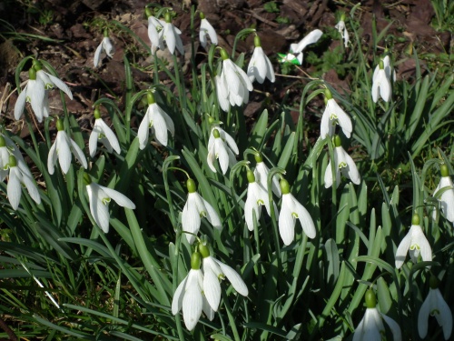 perce neige