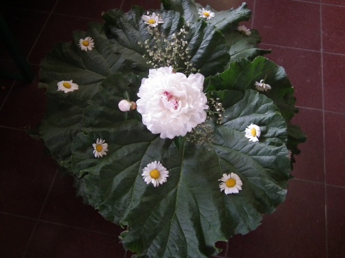 bouquet rhubarbe