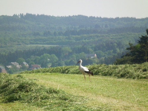 Cigogne blanche