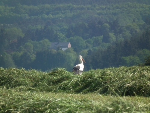 Cigogne blanche