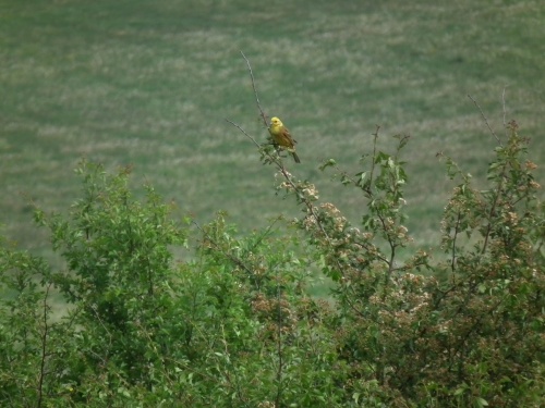 Bruant jaune