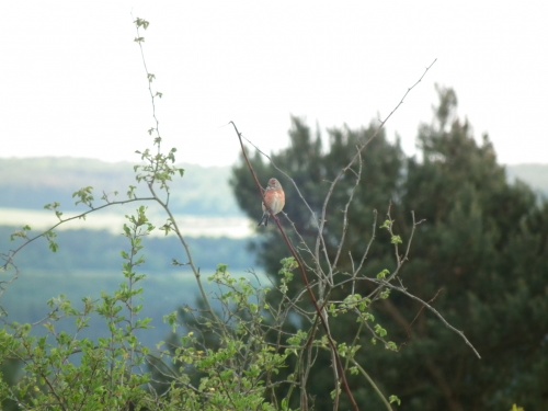 Linotte mélodieuse