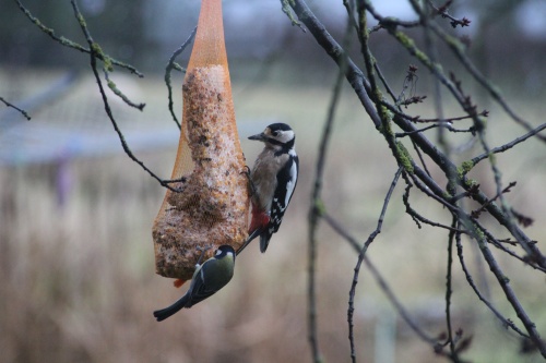 Pic epeiche,oiseaux 