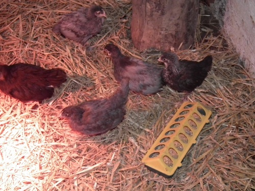 poule marans ,poussins marans 