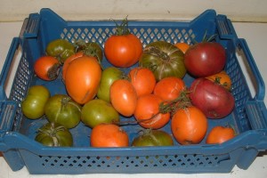 coulis tomate12_redimensionner