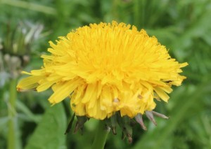 taraxacum_0817