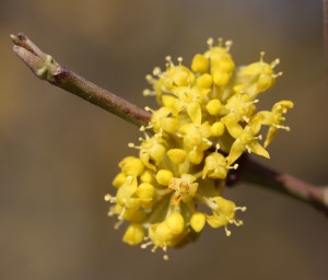 cornus mas_0753